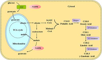 Simultaneous overexpression of ∆6-, ∆12- and ∆9-desaturases enhanced the production of γ-linolenic acid in Mucor circinelloides WJ11